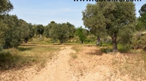 Vendemos Finca en Calaceite con olivos centenarios