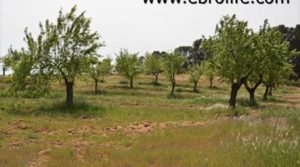 Finca en Calaceite para vender con olivos centenarios