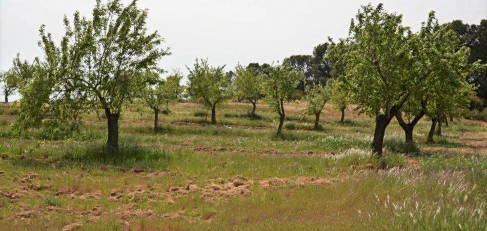 finca-calaceite-masia-pozo-olivos-6