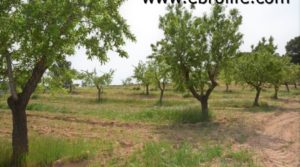 Detalle de Finca en Calaceite con almendros