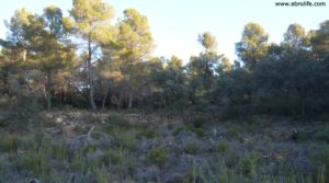 Finca trufera en Rafales en oferta con desconectar por 95.000€