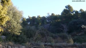 Finca trufera en Rafales para vender con encinas por 95.000€