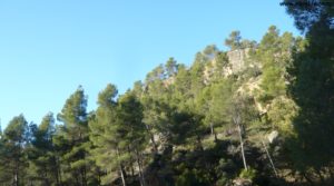 Finca trufera en Rafales para vender con encinas por 95.000€