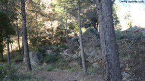 Detalle de Finca trufera en Rafales con encinas