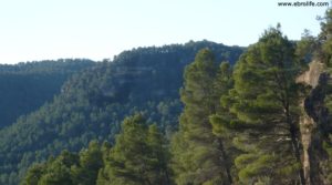 Vendemos Finca trufera en Rafales con encinas