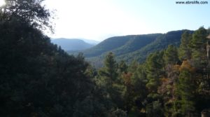 Se vende Finca trufera en Rafales con trufas