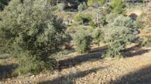 Foto de Finca trufera en Rafales en venta con río