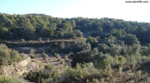 Finca trufera en Rafales en venta con desconectar por 95.000€