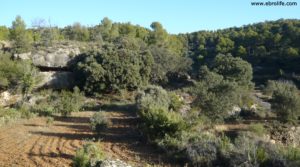 Detalle de Finca trufera en Rafales con encinas por 95.000€