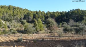 Foto de Finca trufera en Rafales en venta con desconectar por 95.000€