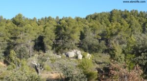 Finca trufera en Rafales para vender con trufas por 95.000€