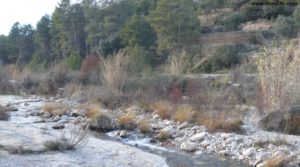 Olivar en el rio Tastavins en Fuenteespalda para vender con bosques