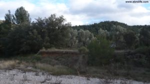 Detalle de Olivar en el rio Tastavins en Fuenteespalda con rio tastavins por 105.000€