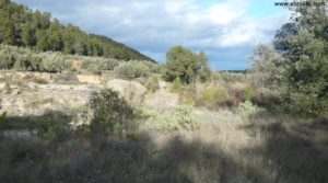 Se vende Olivar en el rio Tastavins en Fuenteespalda con pozo de agua por 105.000€