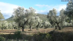 Vendemos Olivar en el rio Tastavins en Fuenteespalda con pozo de agua