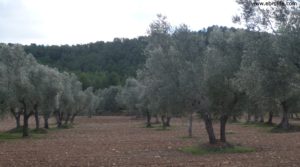 Olivar en el rio Tastavins en Fuenteespalda a buen precio con bosques