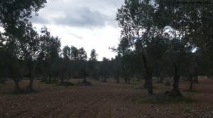 Vendemos Olivar en el rio Tastavins en Fuenteespalda con pozo de agua por 105.000€