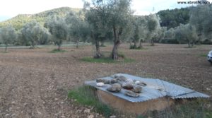 Se vende Olivar en el rio Tastavins en Fuenteespalda con pozo de agua por 105.000€