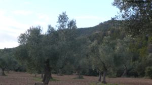 Vendemos Olivar en el rio Tastavins en Fuenteespalda con pozo de agua