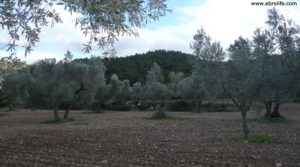 Detalle de Olivar en el rio Tastavins en Fuenteespalda con pozo de agua por 105.000€