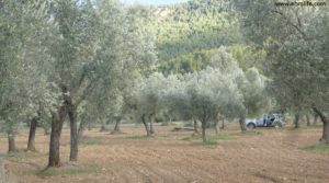 Vendemos Olivar en el rio Tastavins en Fuenteespalda con bosques por 105.000€