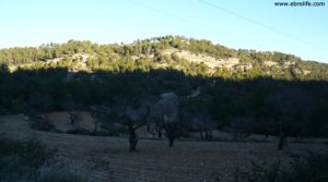 Detalle de Masía del horno Fuentespalda con bosques