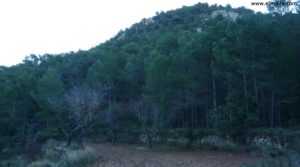 Detalle de Masía del horno Fuentespalda con bosques