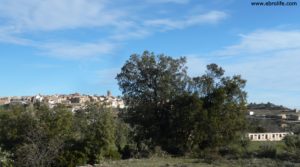 Detalle de Olivar joven en Cretas con olivos por 28.000€