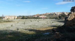 Foto de Olivar joven en Cretas en venta con masía