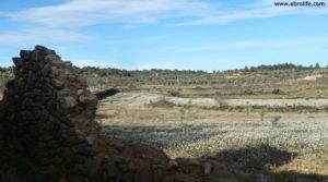 Detalle de Olivar joven en Cretas con olivos