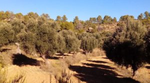 Vendemos Olivar con casa de piedra en Maella. con privacidad