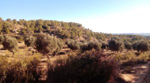 Olivar con casa de piedra en Maella. en oferta con tranquilidad