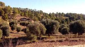 Olivar con casa de piedra en Maella. para vender con privacidad