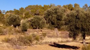 Se vende Olivar con casa de piedra en Maella. con tranquilidad