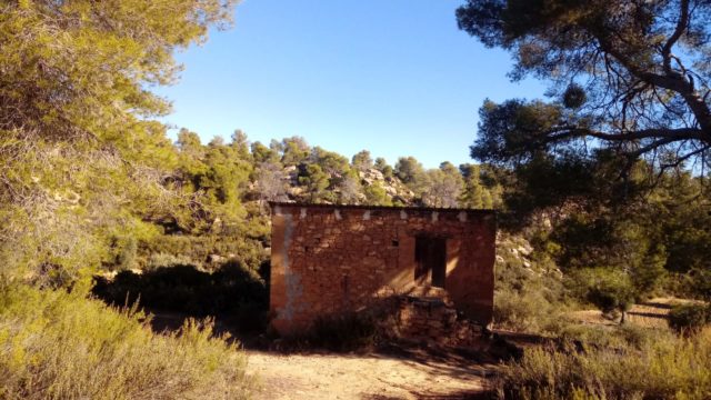 Olivar con casa de piedra en Maella.