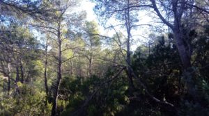 Vendemos Olivar con casa de piedra en Maella. con tranquilidad