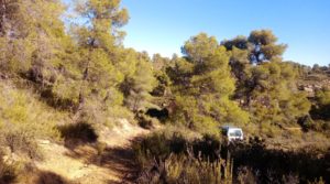 Olivar con casa de piedra en Maella. a buen precio con tranquilidad