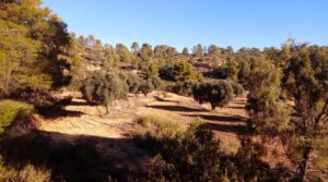 Foto de Olivar con casa de piedra en Maella. en venta con tranquilidad por 23.000€