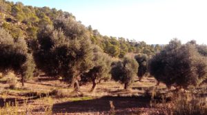 Foto de Olivar con casa de piedra en Maella. en venta con privacidad