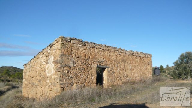 Olivar centenario en Maella.