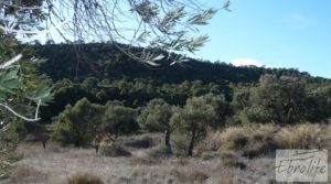 Gran olivar con masía típica en Maella. para vender con olivos en plena producción por 29.000€