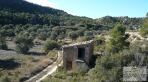 Gran olivar con masía típica en Maella. en venta con olivos en plena producción