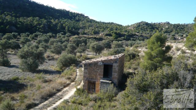 Gran olivar con masía típica en Maella.