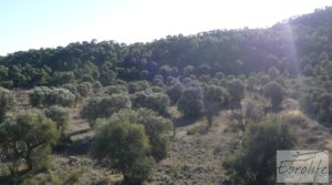 Vendemos Gran olivar con masía típica en Maella. con olivos en plena producción por 29.000€