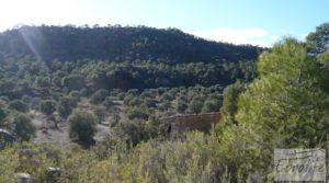 Detalle de Gran olivar con masía típica en Maella. con olivos en plena producción por 29.000€