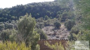 Foto de Gran olivar con masía típica en Maella. con olivos en plena producción