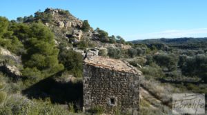 Detalle de Gran olivar con masía típica en Maella. con olivos en plena producción