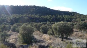 Gran olivar con masía típica en Maella. para vender con olivos en plena producción