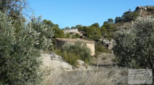 Detalle de Gran olivar con masía típica en Maella. con olivos en plena producción