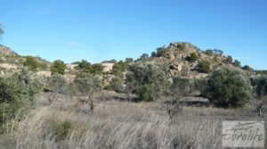 Gran olivar con masía típica en Maella. en oferta con olivos en plena producción